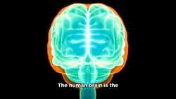 Brain
