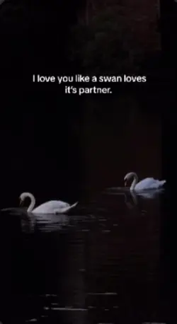 Swan love