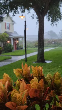 ts debby
