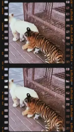 Film