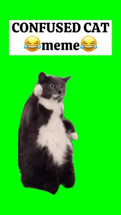 CONFUSED CAT meme