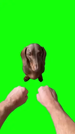 trend dog 