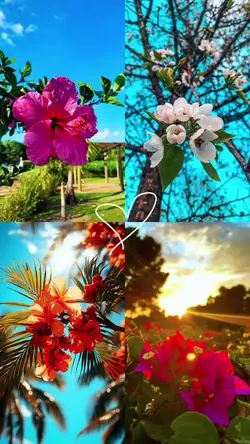 Flowers