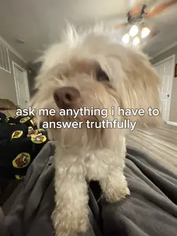 ask me anything