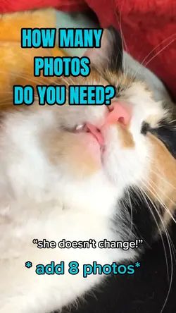PET PHOTO DUMP