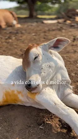 A vida com eles…