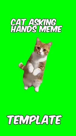 Cat asking meme 