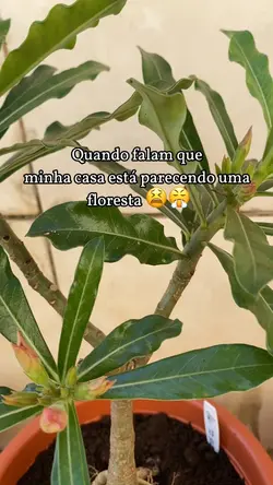 Plantas 