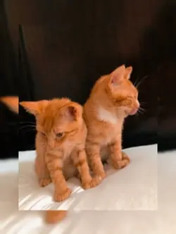 Gatito 😍