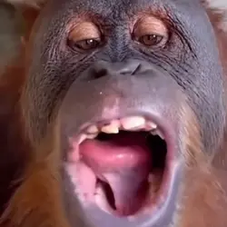 Chewing gu