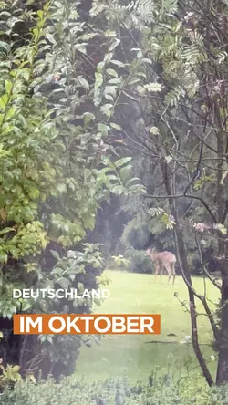 Tiere im Wald