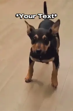 Happy Dog! 🐶 