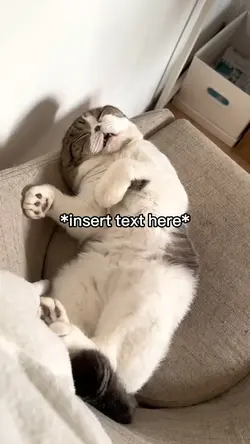 Cat Sleeping 