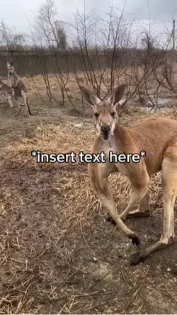 Kangaroo Gym