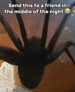Spider Scare