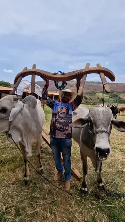 caipira 