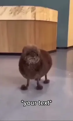 Poodle? 