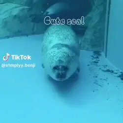 Cute seal