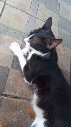sasa do lado de fora