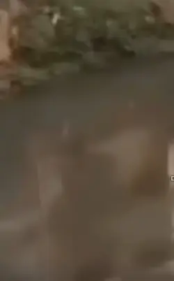 CAPYBARA