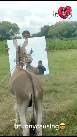 Funny Animal 