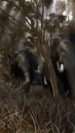 elefante 