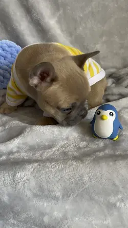 Frenchie toy