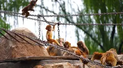 Monkeys
