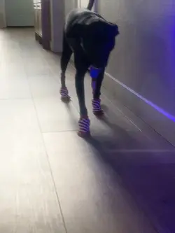 Dog and Socks