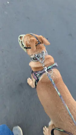 Reactive dog