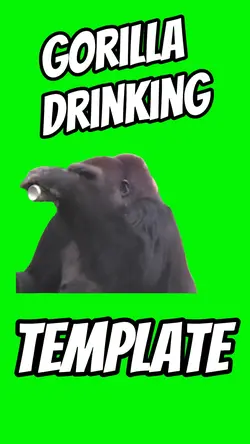 Gorilla Drinking 