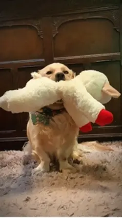 Save my toy💙🩵
