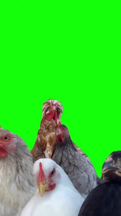 galinha | chicken