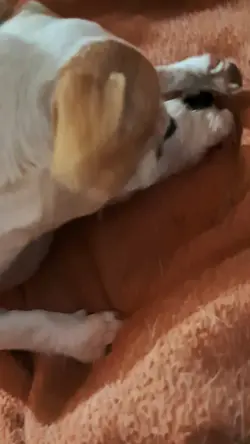 Puppy Love
