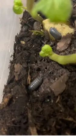 Roly poly 
