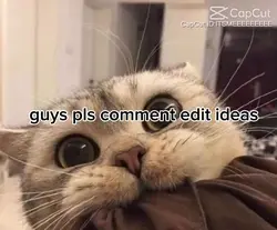 cat video