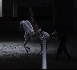lipizzaners 🤭🤭