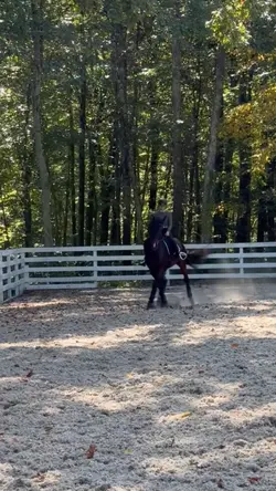 Leg yield😌