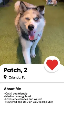 Dating app profile
