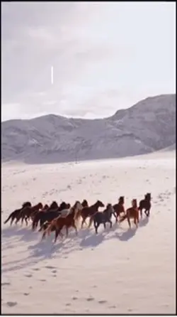AraFer