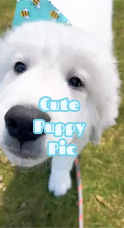 Cute Puppy Template
