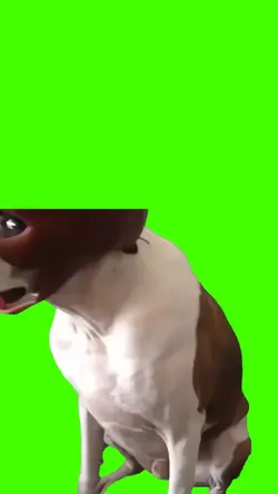 dog mask