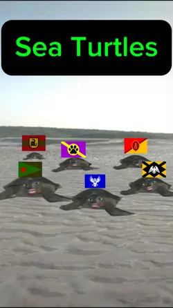 Sea Turtles