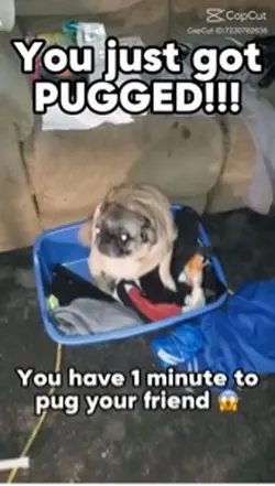 Puggg