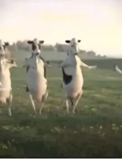 Cow meme