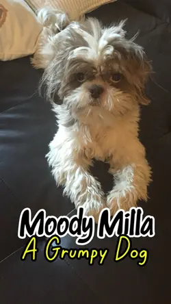 A Grumpy Dog