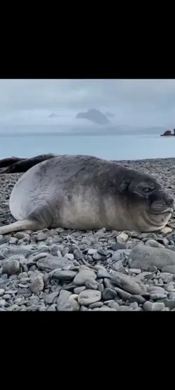 seal