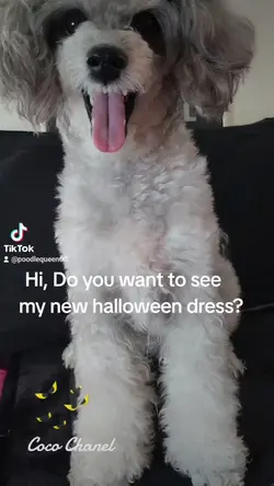#halloweendog