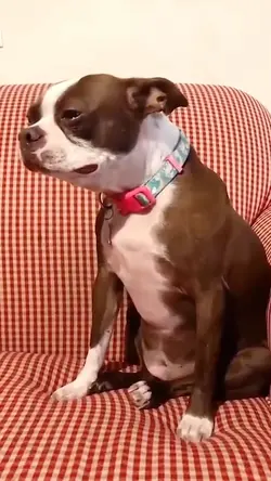 Nostalgic dog