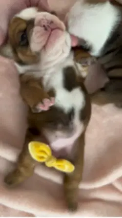 Rollover puppies 